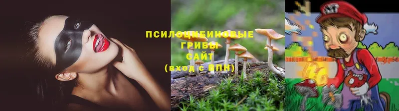 Псилоцибиновые грибы Cubensis  Сорск 